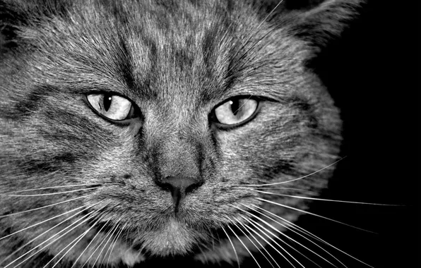 Face, cats, b/W
