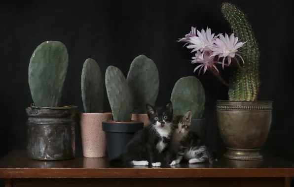 Cats, flowers, kitty, table, black, kittens, cacti, still life