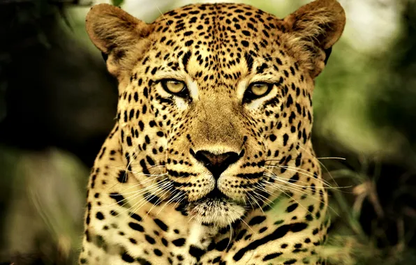 Picture cat, Leopard, predator