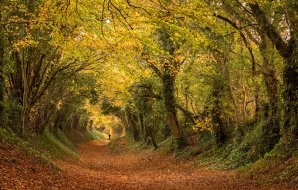 Autumn, forest, trees, Park, branch, foliage, people, alley
