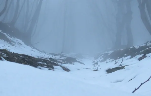 Picture winter, forest, snow, trees, nature, fog, Russia, Stavropol Krai