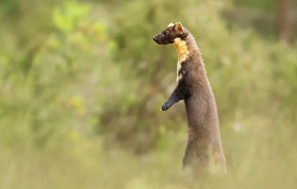 Picture look, nature, pose, background, legs, muzzle, profile, is