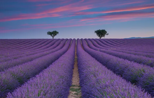 Field, summer, the sky, trees, lavender