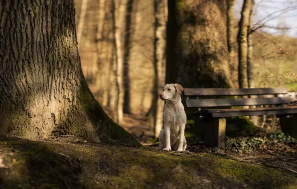 Picture look, each, tree, dog, bench