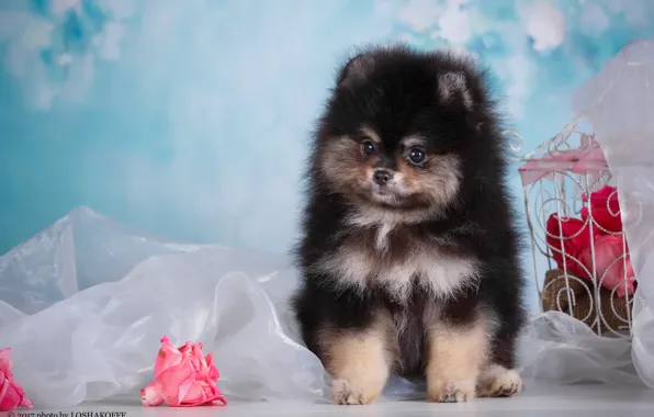 Picture flowers, background, dog, cell, bokeh, photo session