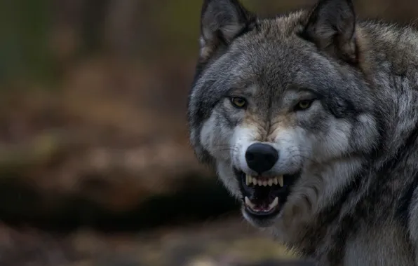 Wolf, teeth, mouth, fangs, grin, wolf, volchara