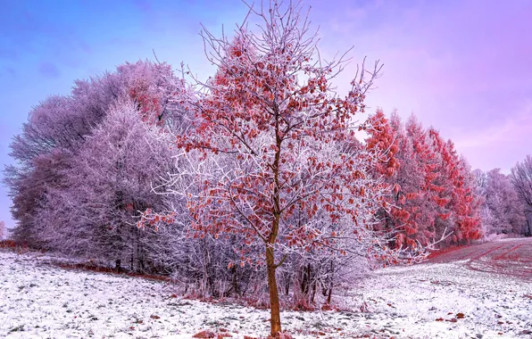 Picture Nature, Beauty, Nature, Winter, Poland, Trees, Aesthetic, Snow covered