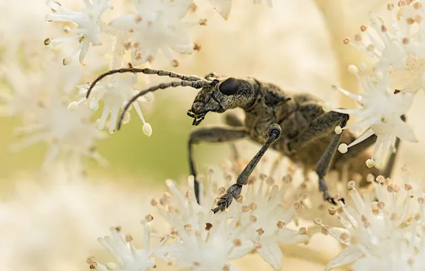 Insect, camouflage, antennas