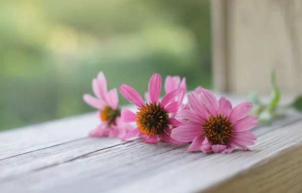 Picture macro, flowers, window