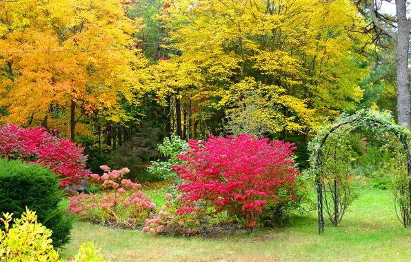 Picture autumn, grass, trees, Park, paint, beauty, the bushes