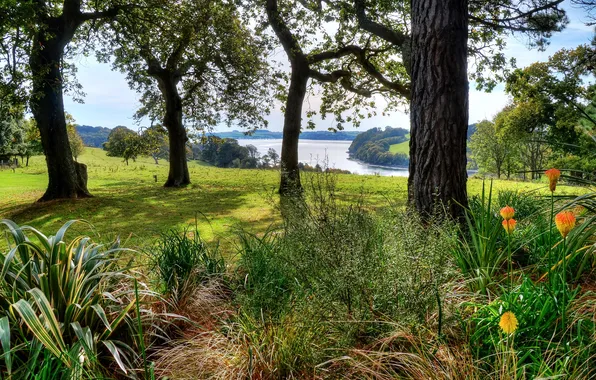 Grass, trees, flowers, river, field, UK, meadows, Cornwall