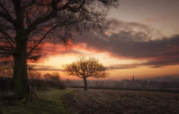 Trees, sunset, nature