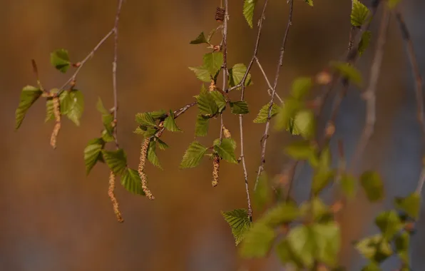 Leaves, birch, kidney, bloom