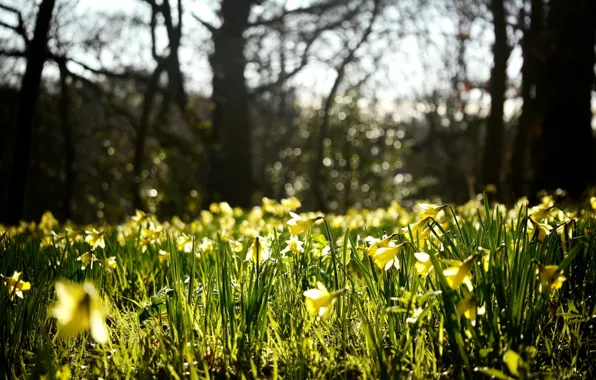 Flowers, nature, glade, spring, yellow, buds, daffodils