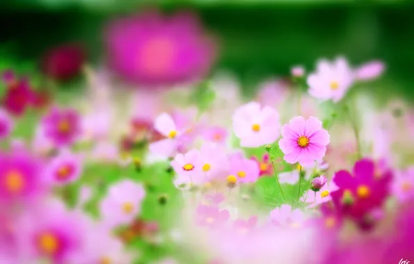 Flowers, nature, focus, pink, field, kosmeya