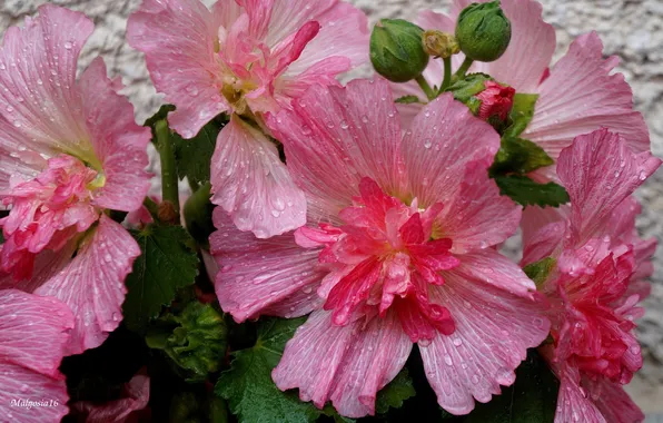 Flower, garden, blooming