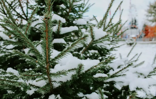 Picture Autumn, Herringbone, Kemerovo, The First Snow