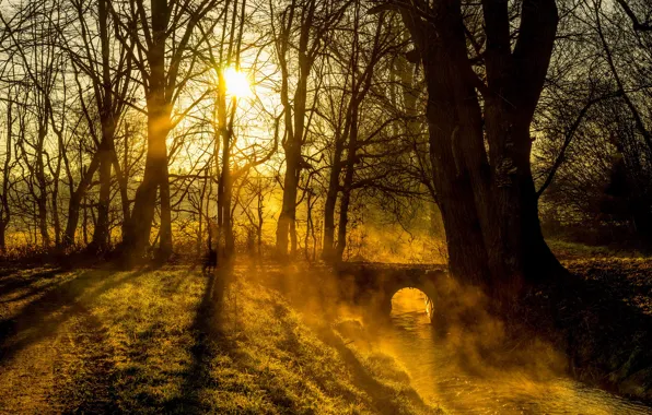 Christmas, river, trees, nature, bridge, morning, sun, fog