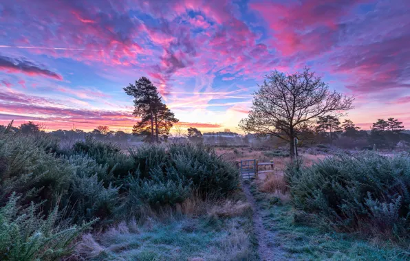Frost, the sky, clouds, path, the bushes