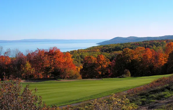 Field, autumn, trees, nature, trees, nature, autumn, fall