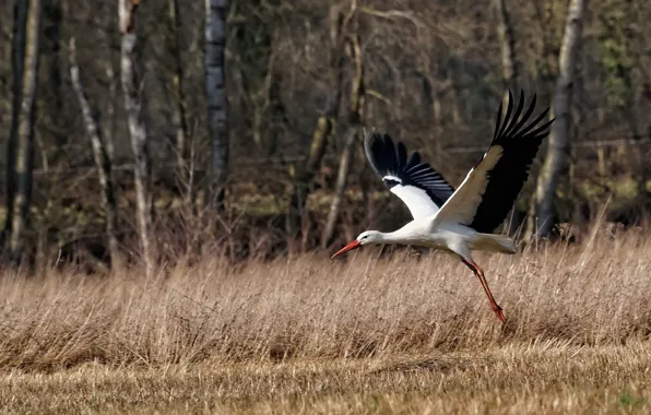 Field, nature, bird, stork