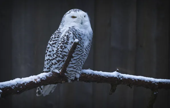 Winter, snow, owl, bird, branch, white, polar
