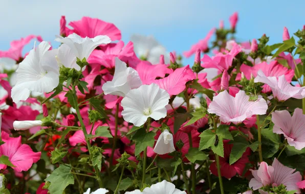 Picture pink, lavatera, white