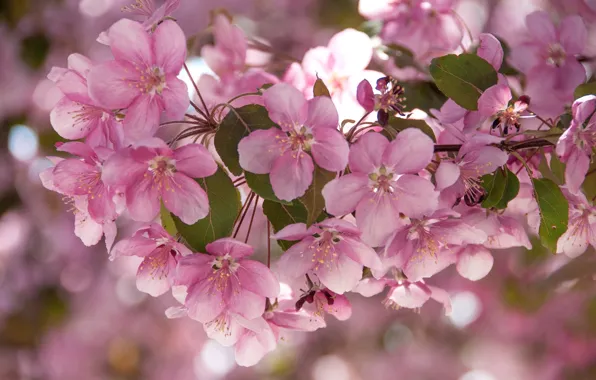 Picture pink, Apple, branches
