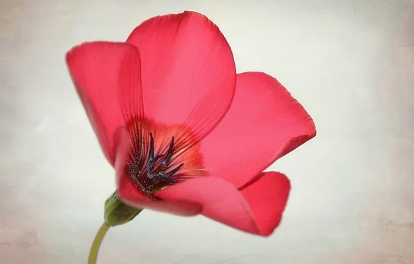 Flower, nature, petals
