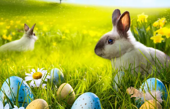 Grass, flowers, chamomile, eggs, spring, rabbit, meadow, Easter