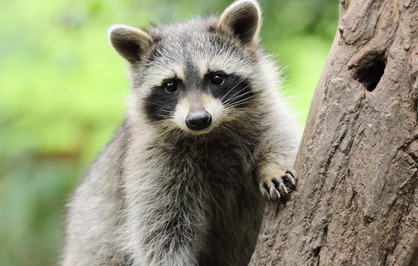 Look, face, nature, pose, background, tree, portrait, raccoon