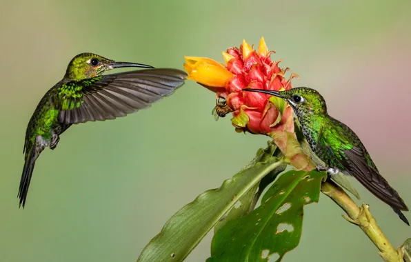 Picture flowers, bird, wings, beak, Hummingbird-diamond