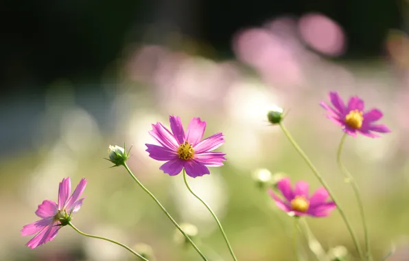 Field, macro, flowers, petals, blur, pink, Kosmeya
