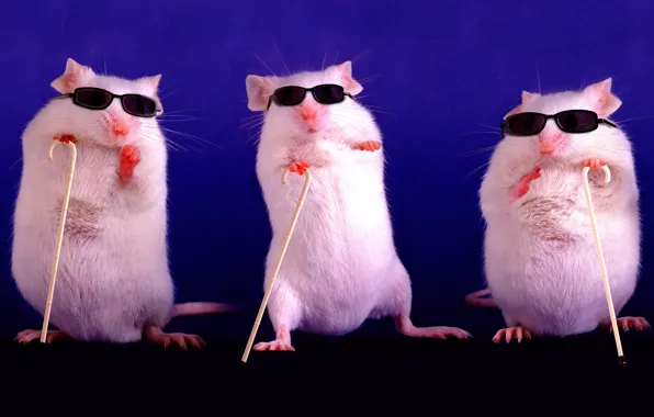 Purple, pose, background, dark, mouse, glasses, three, rats
