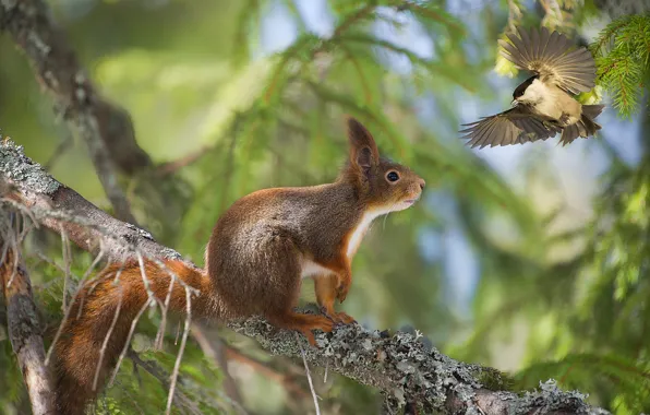 Forest, tree, bird, meeting, branch, protein, red, bokeh