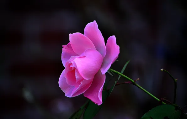 Macro, nature, roses, petals, stem