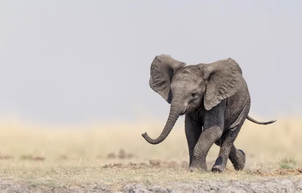 Nature, background, elephant