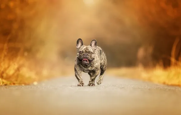 Road, background, dog