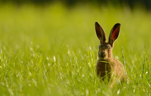 Greens, grass, look, light, nature, grey, glade, hare
