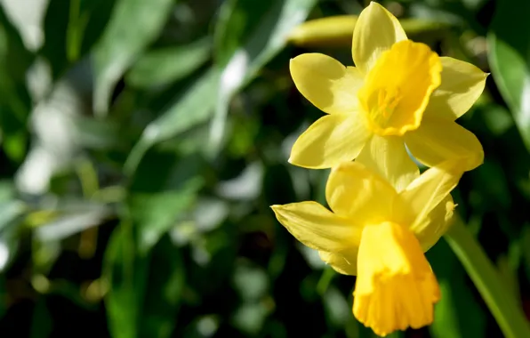 Picture macro, flowers, yellow, spring, widescreen, daffodils