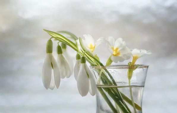 Water, flowers, glass, spring, snowdrops, white, light background, Primula