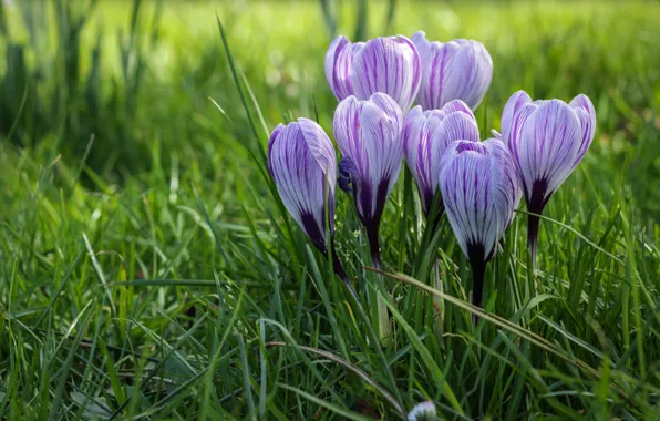 Greens, grass, flowers, glade, spring, crocuses, buds, lilac