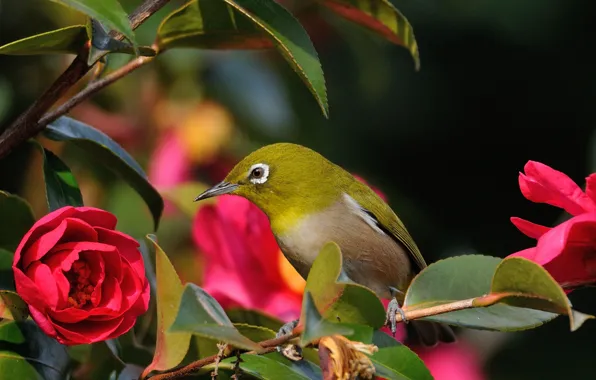 Picture flower, leaves, bird, branch, red Camellia, white-eyed