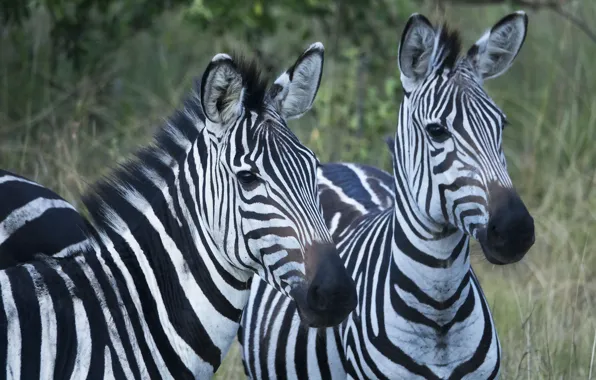 Zebra, Pair, Animals