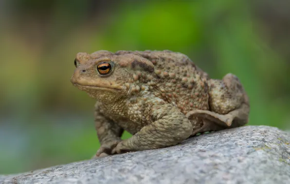 Animals, look, frog, sitting on a rock