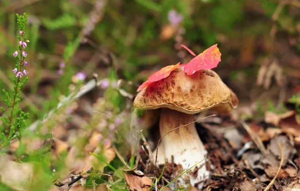 Autumn, nature, mushrooms
