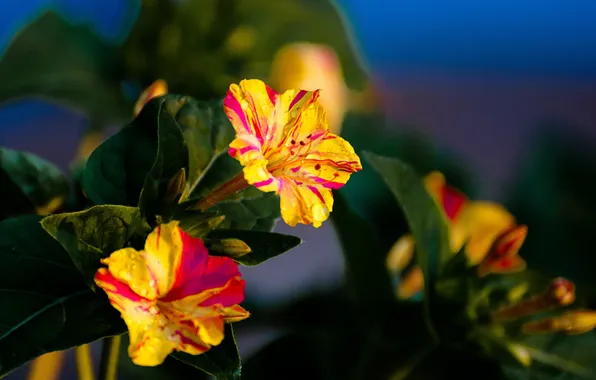 Picture leaves, nature, petals, garden