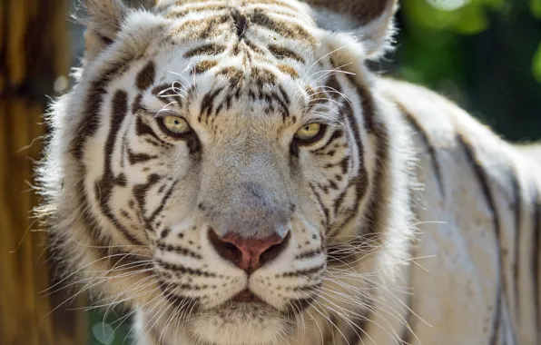 Picture cat, face, white tiger, ©Tambako The Jaguar