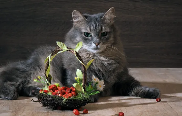 Picture cat, cat, berries, grey, strawberries
