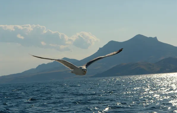 Picture sea, mountains, Seagull